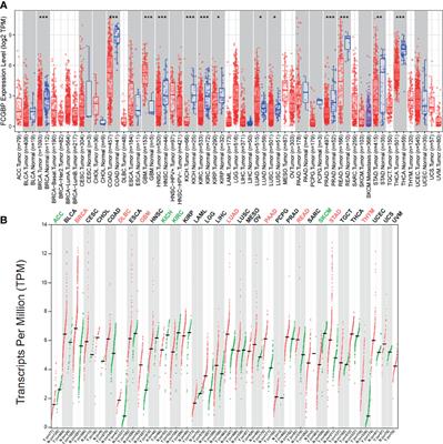 FCGBP Is a Prognostic Biomarker and Associated With Immune Infiltration in Glioma